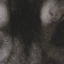 Wolf, Not Wolf