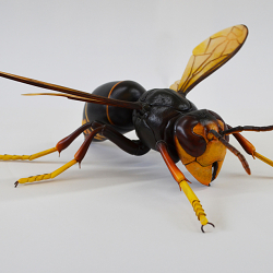 RHS Chelsea Flower Show Insects