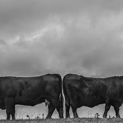 The Welsh Black Cow