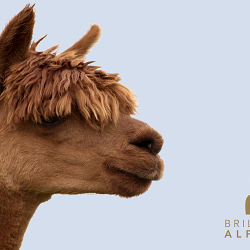 Brand identity –  Brillbury Alpacas