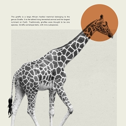 WILDLIFE