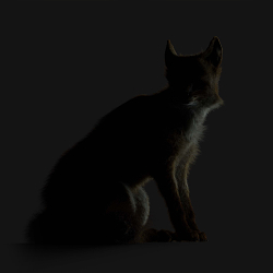 Blanfords fox
