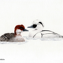 Ducks & Gooses