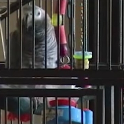 UNICEF "Cursing Parrots"