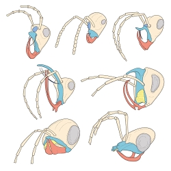 'The Complete Insect' Illustrations