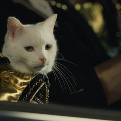Cats Lose Their Cool