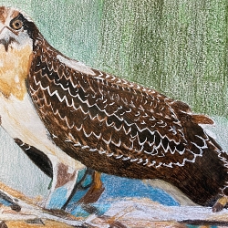 Bird of Prey (Charan Malhi)