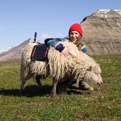 Google Sheep View