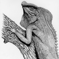 Wildlife book project - Knuckles mountain range, Sri Lanka