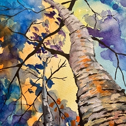 Silver birch