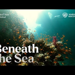 A City Beneath the Sea