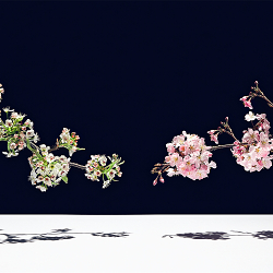 Graphic Blossom