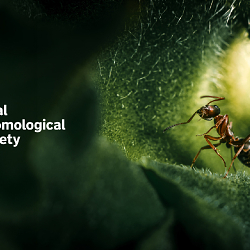 Organisation rebrand to modernise insect science