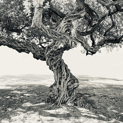 Twisted tree of Ala Moana