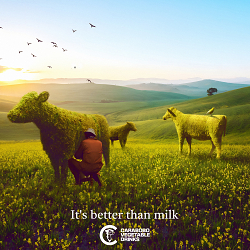 Vegetable Cows