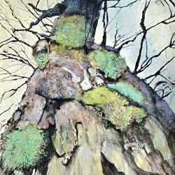 The Tree Portraits Series