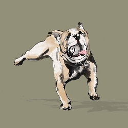 Bulldog illustrations for Yale University branding