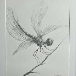 Drawings