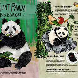 Giant Pandas (Mock Up Nonfiction Book Spread)