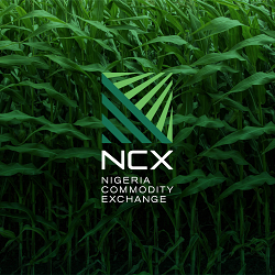 NCX Brand Identity