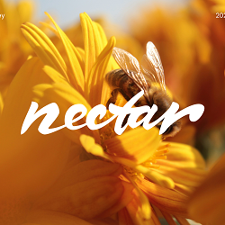 Nectar / The concept for a craft honey