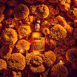 Espolòn:  Flor de Oro
