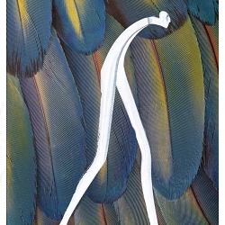    "Feathered Echoes: The Human Form in Nature"