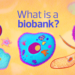 What is a biobank?