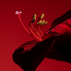 Still Life - Colour and Light in Red