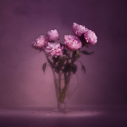 Peonies - A Study In Time