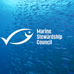 A connected brand platform and modern identity for the Marine Stewardship Council