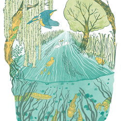 Chalk Stream Morning
