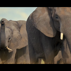 100 Years On Planet Earth