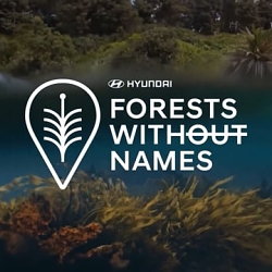 Forests Without Names / Hyundai