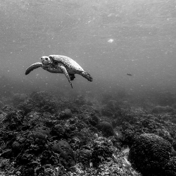 Sea Turtle Near Green Island