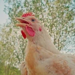 Daarzood Chicken