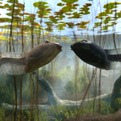 Freeview - Tadpoles