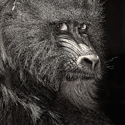 Wildlife Photography