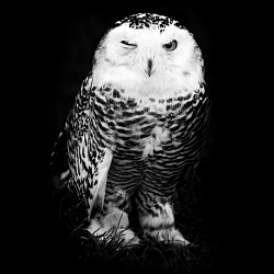 Life in black and white
