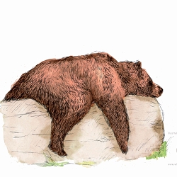 The Short Story of the Bear and the Tiger