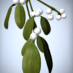 Mistletoe