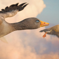 Goose