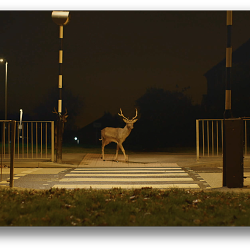 A mysterious and quiet night-time story from Canon