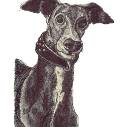 Animal Portraits Commissions