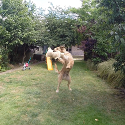Amazing Dog