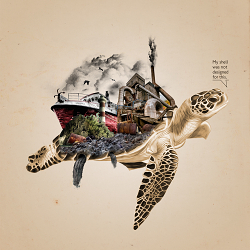 The Shell