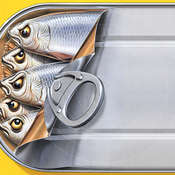 Sardines