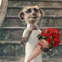 comparethemarket. com - Hot Date