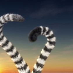 Lemur Street 'L emours'