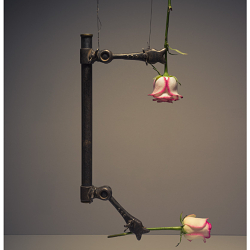 Roses kissing
